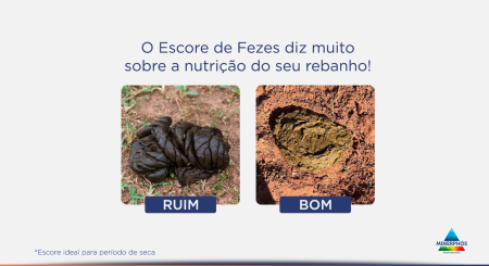 A importância do suplemento proteico na recria de bovinos de corte durante a seca